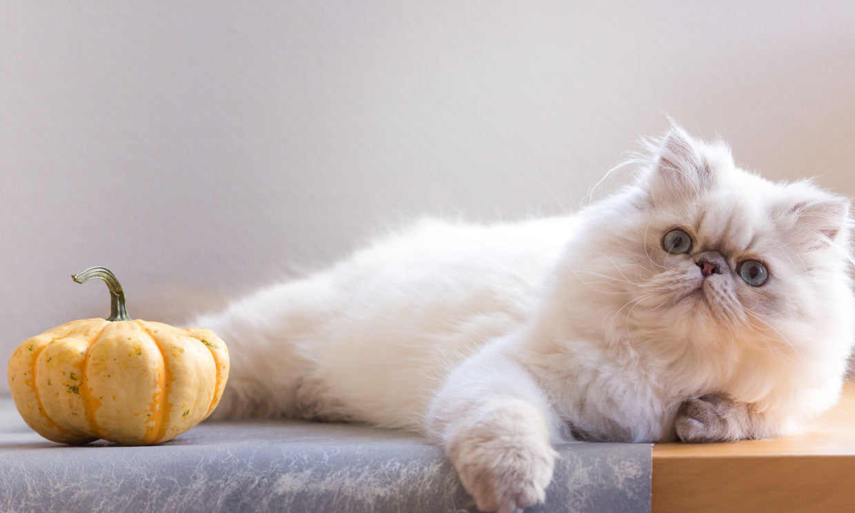 ¿POR QUÉ LOS GATOS MUEVEN LA COLA? ¿POR QUÉ LOS GATOS MUEVEN LA COLA?